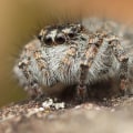 Macro Lenses: Unlocking the World of Close-Up Photography