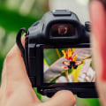 A Beginner's Guide to Bridge Point and Shoot Cameras