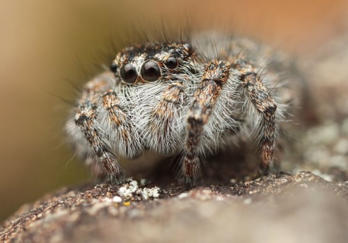 Macro Lenses: Unlocking the World of Close-Up Photography
